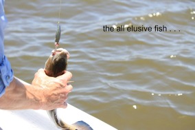 elusive-fish